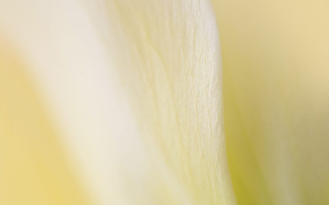 Yellow flower with green stem