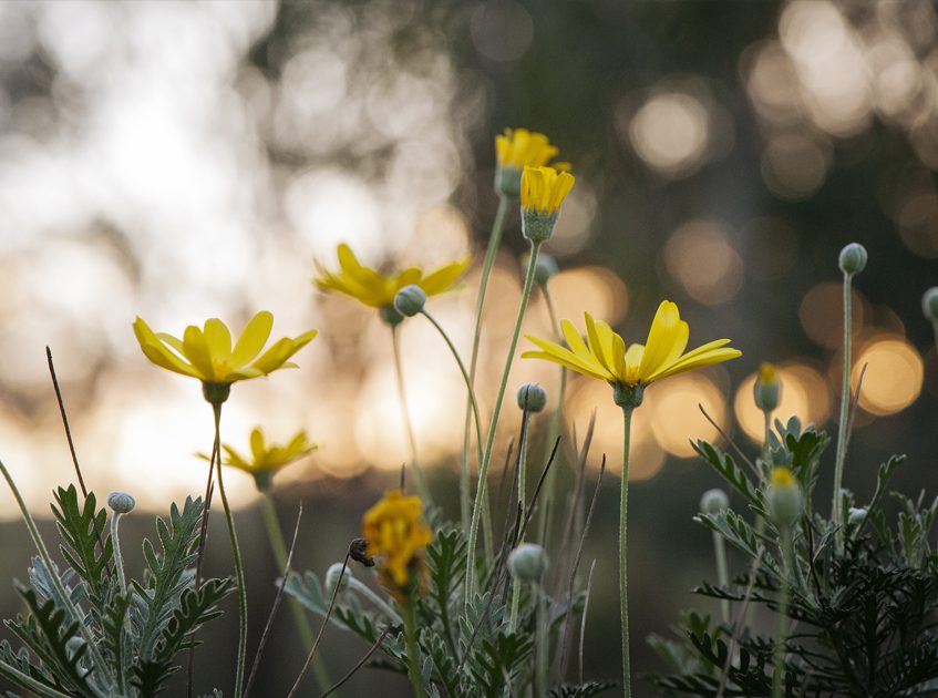 Yellow flowers in the sunlight