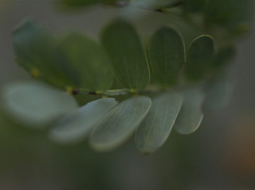 wattle tree leaves