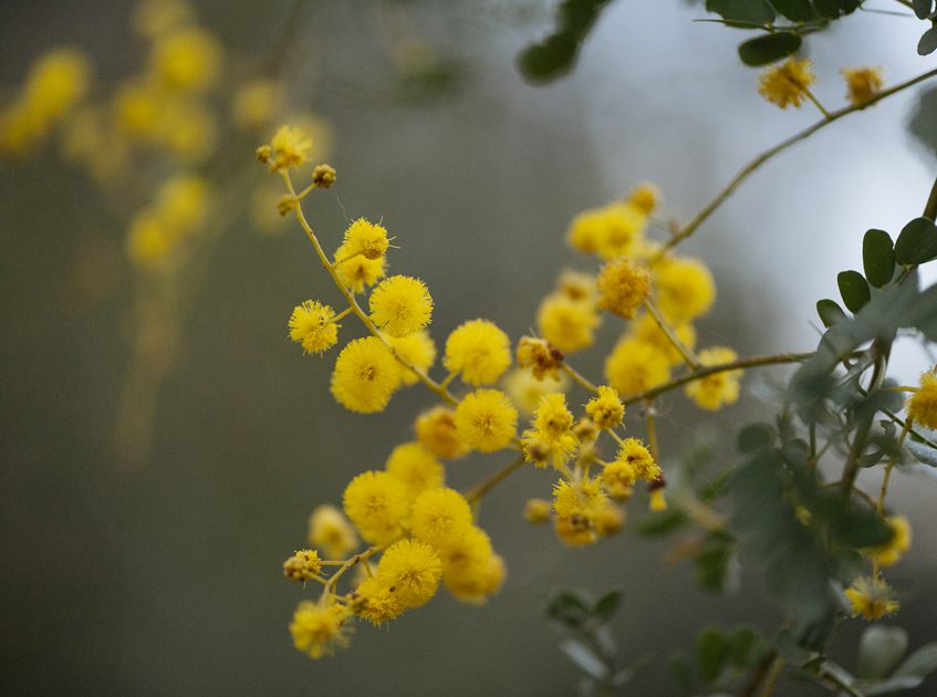 Australian-Wattle