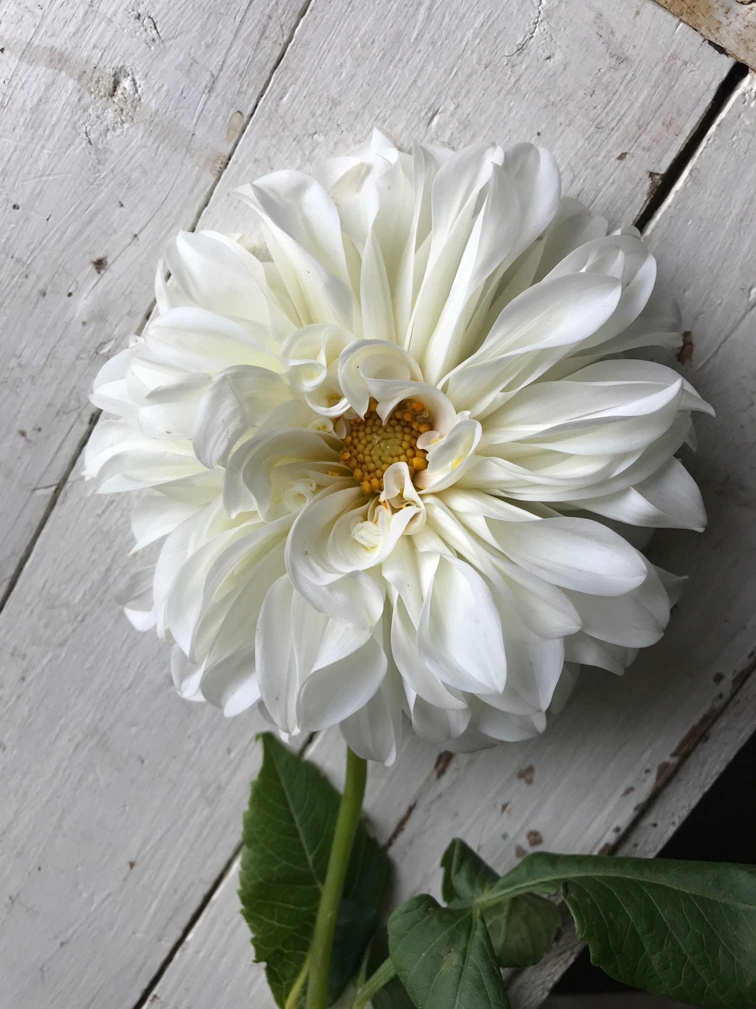 White Dahlia