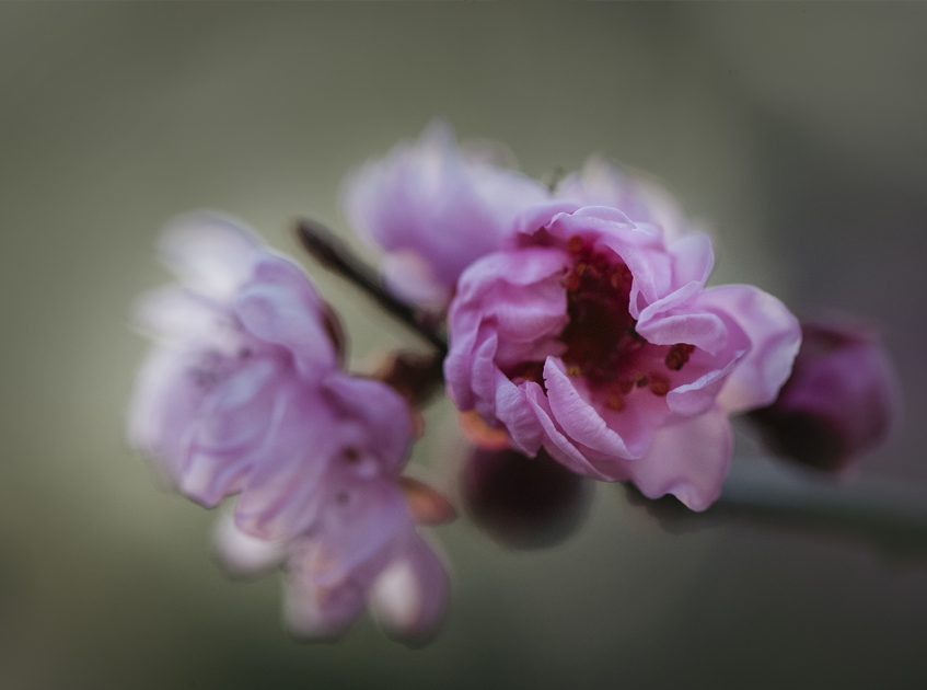 Pink Bush Rose