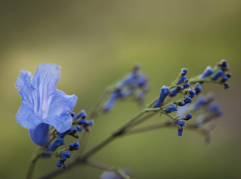 Blue Wildflower