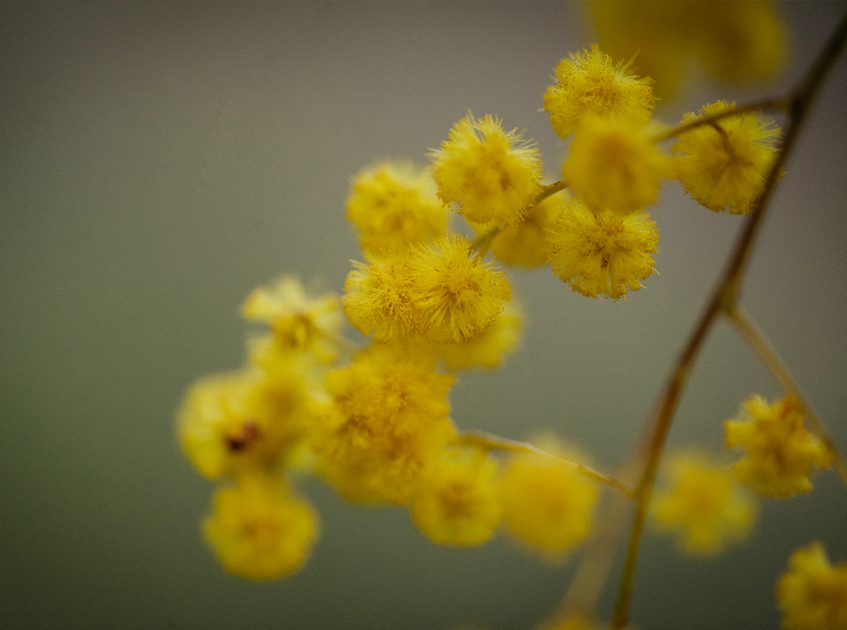 Australian Yellow Wattle